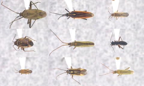 Miridae of VCC